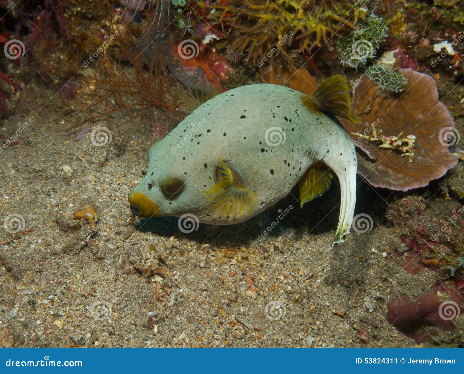 dog faced puffer 02