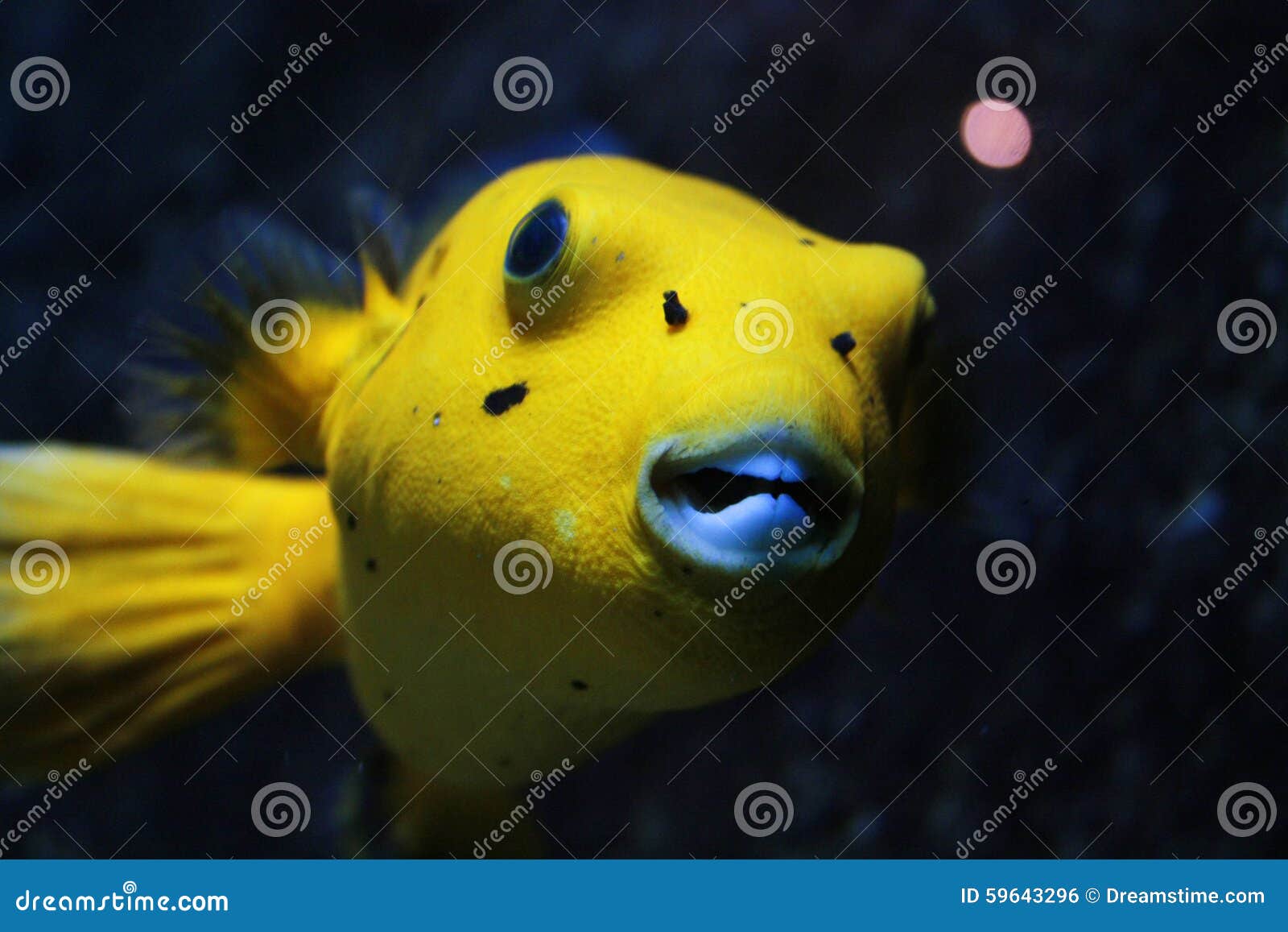 Dog faced pufferfish stock photo. Image of faced, arothron - 59643296