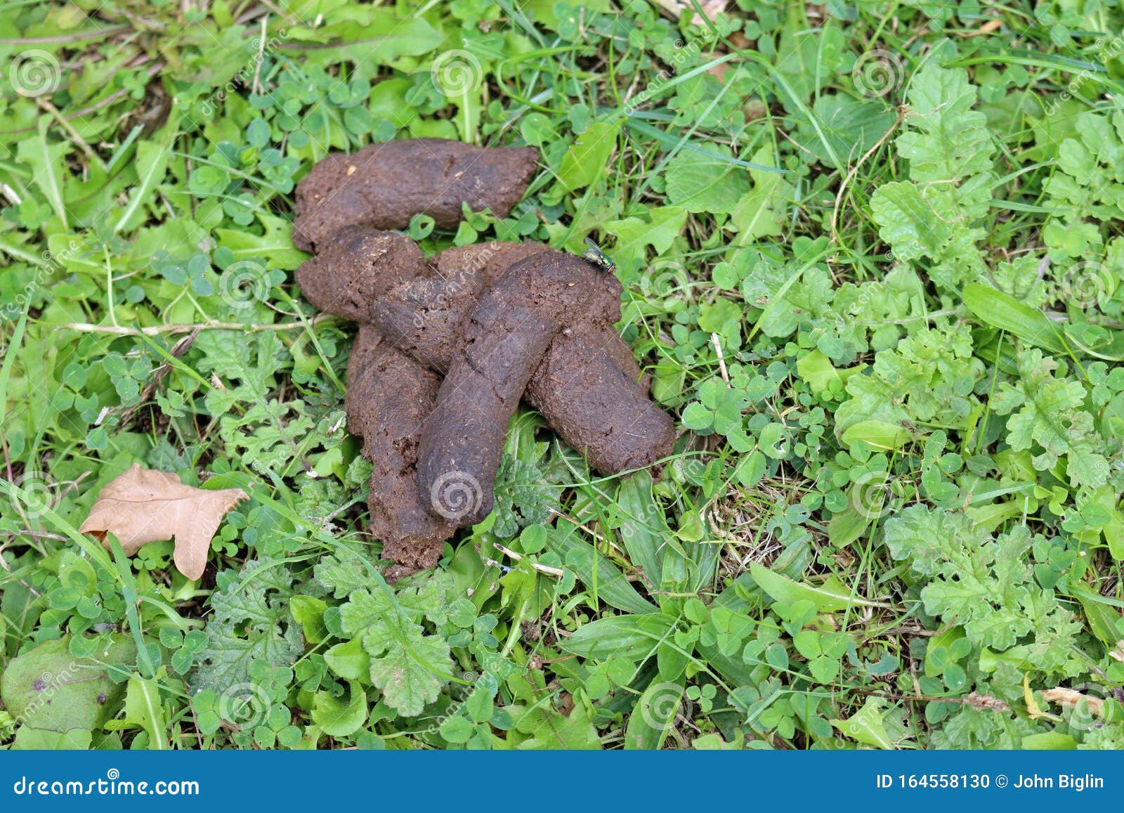 Dog Faeces In A Park Stock Photo Image Of Large Waste 164558130 types-of-poop-appearance-color-and-what-is-normal
