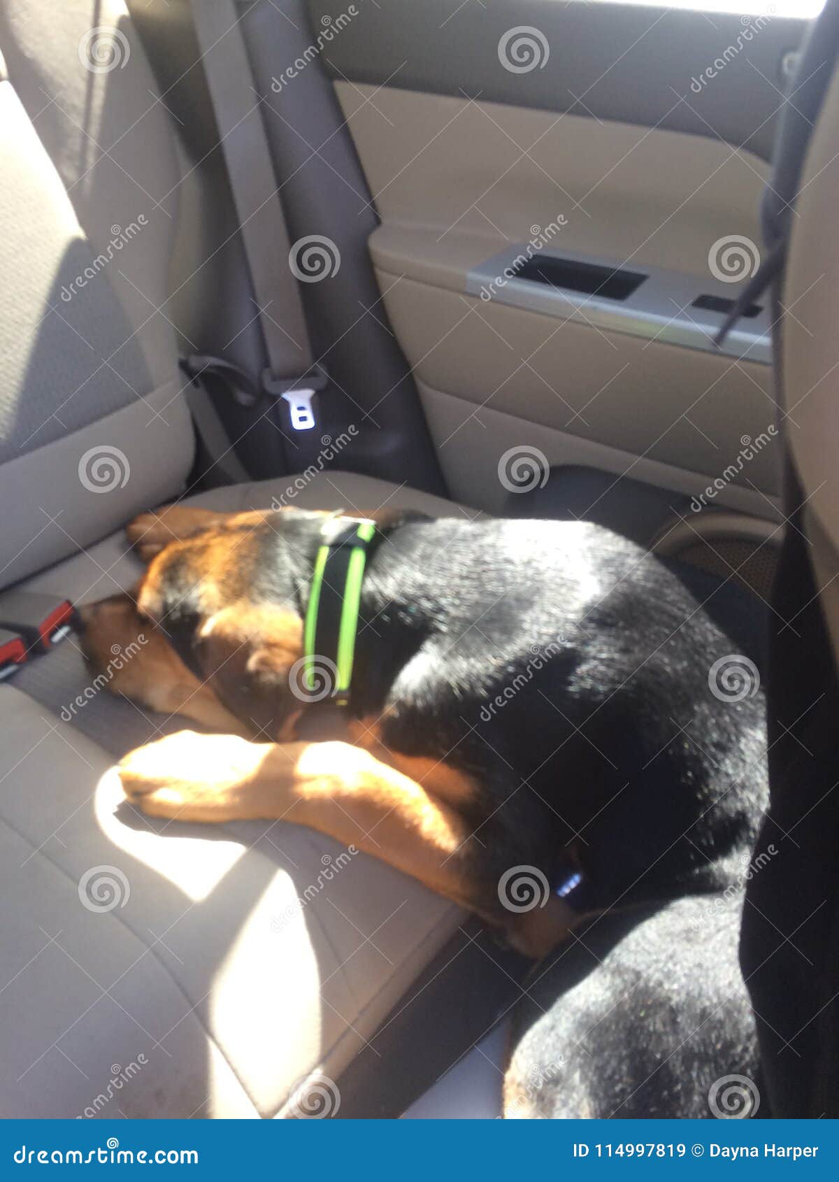 Oops he fell stock image. Image of labrotti, puppylove 114997819