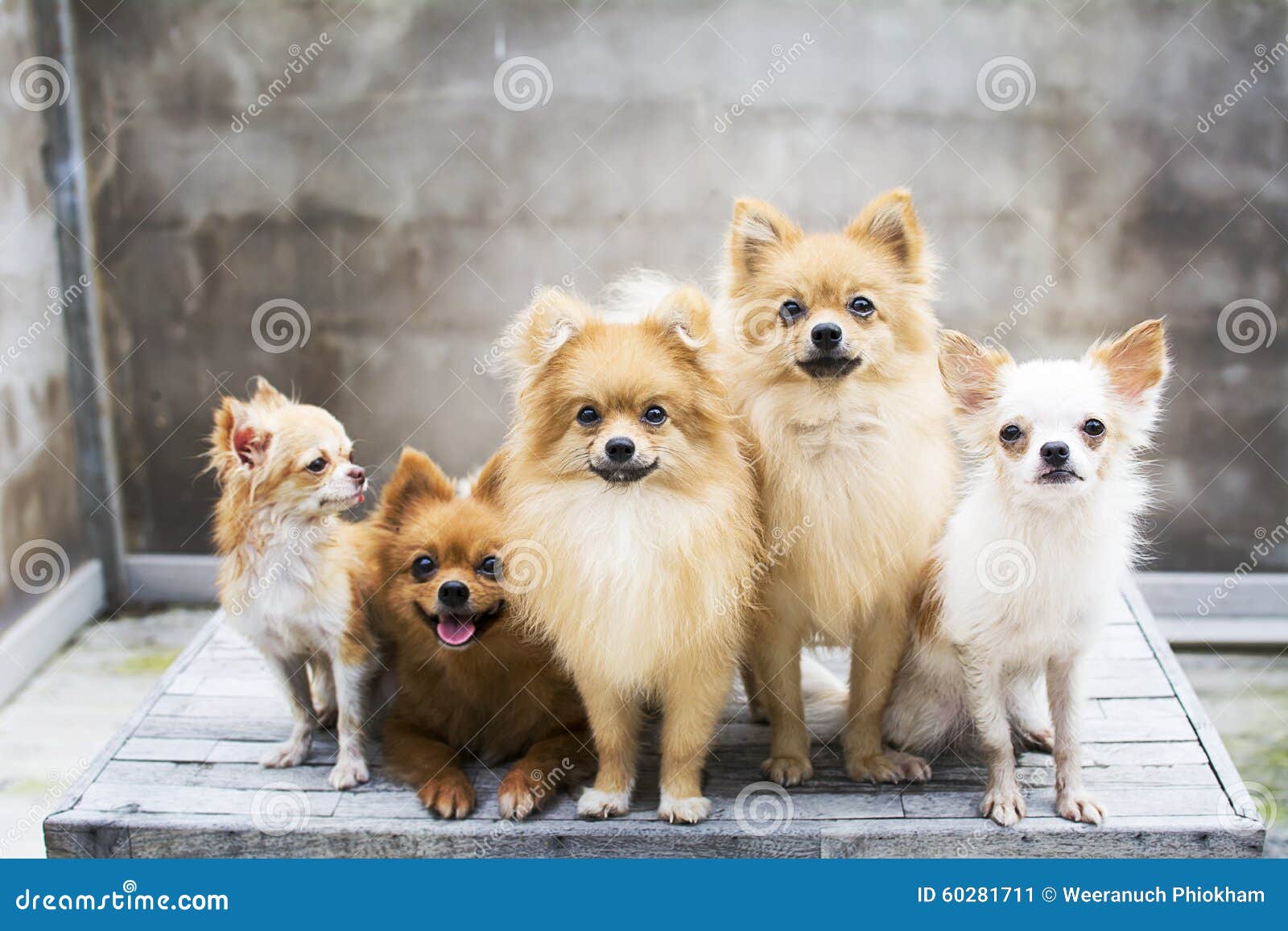 pomeranian dog family