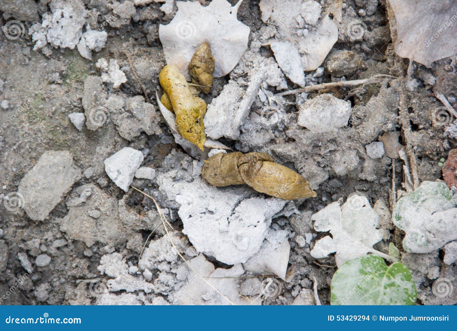 Dog feces on the concrete stock photo. Image of dirty 53429294