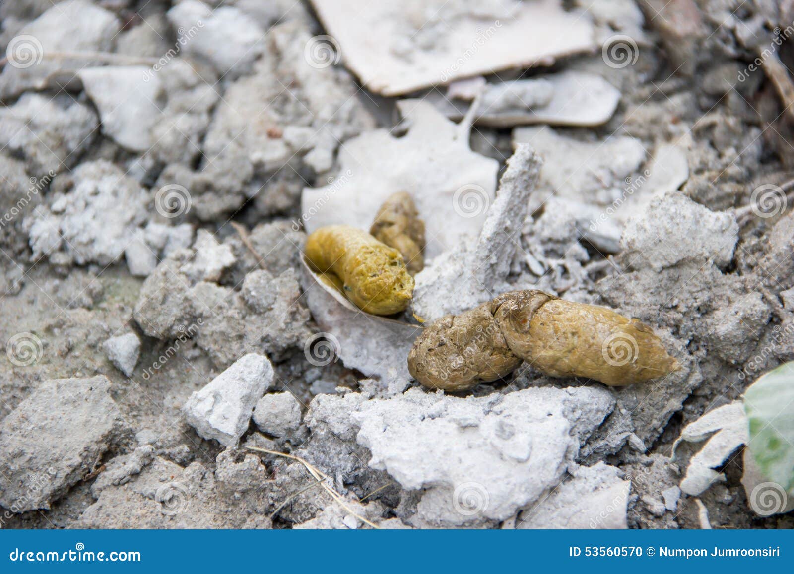 Dog feces on the concrete stock photo. Image of garden 53560570