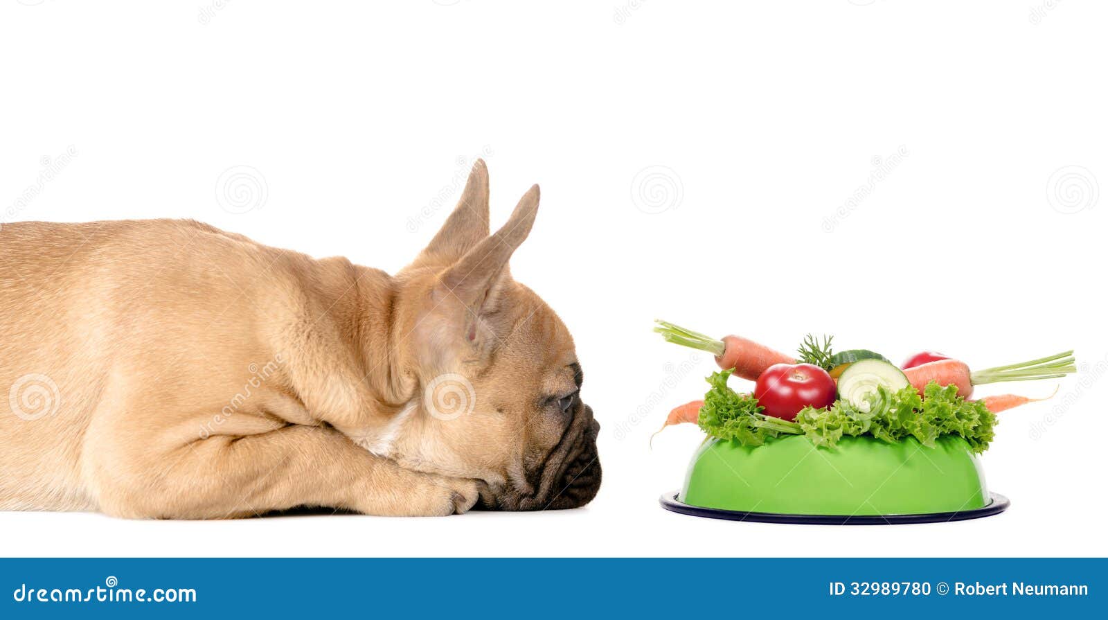 Dog with a Feeding Bowl Full of Vegetables Stock Photo Image of expect, copy 32989780