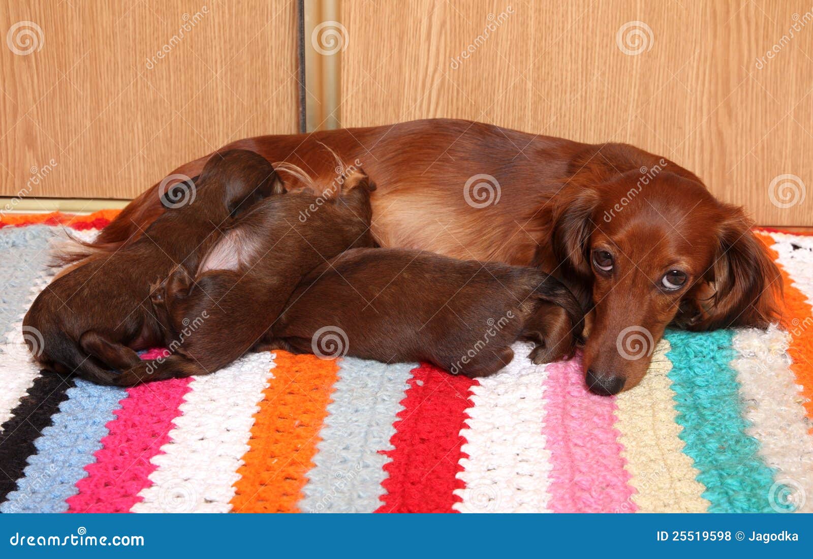 Dog Feeding Her Puppies. The Puppies Are Enjoying Their Breast Milk