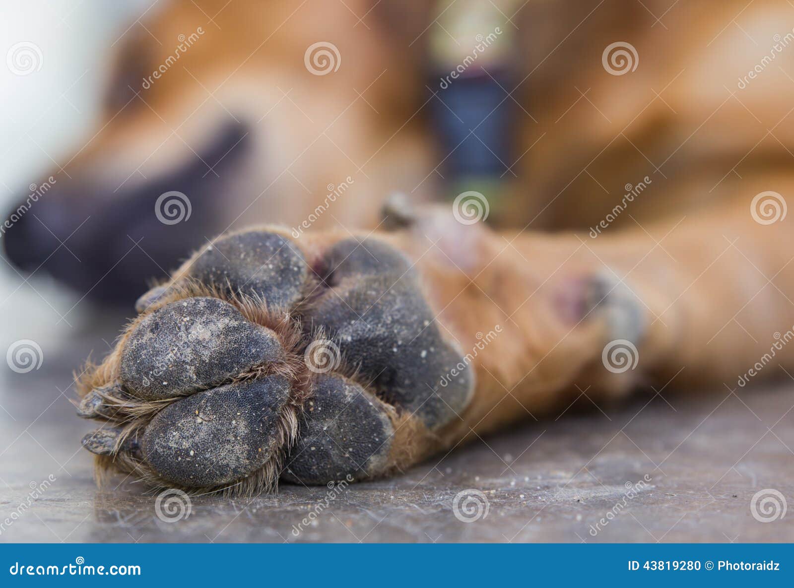 Dog feet and legs stock photo. Image of close, puppy 43819280