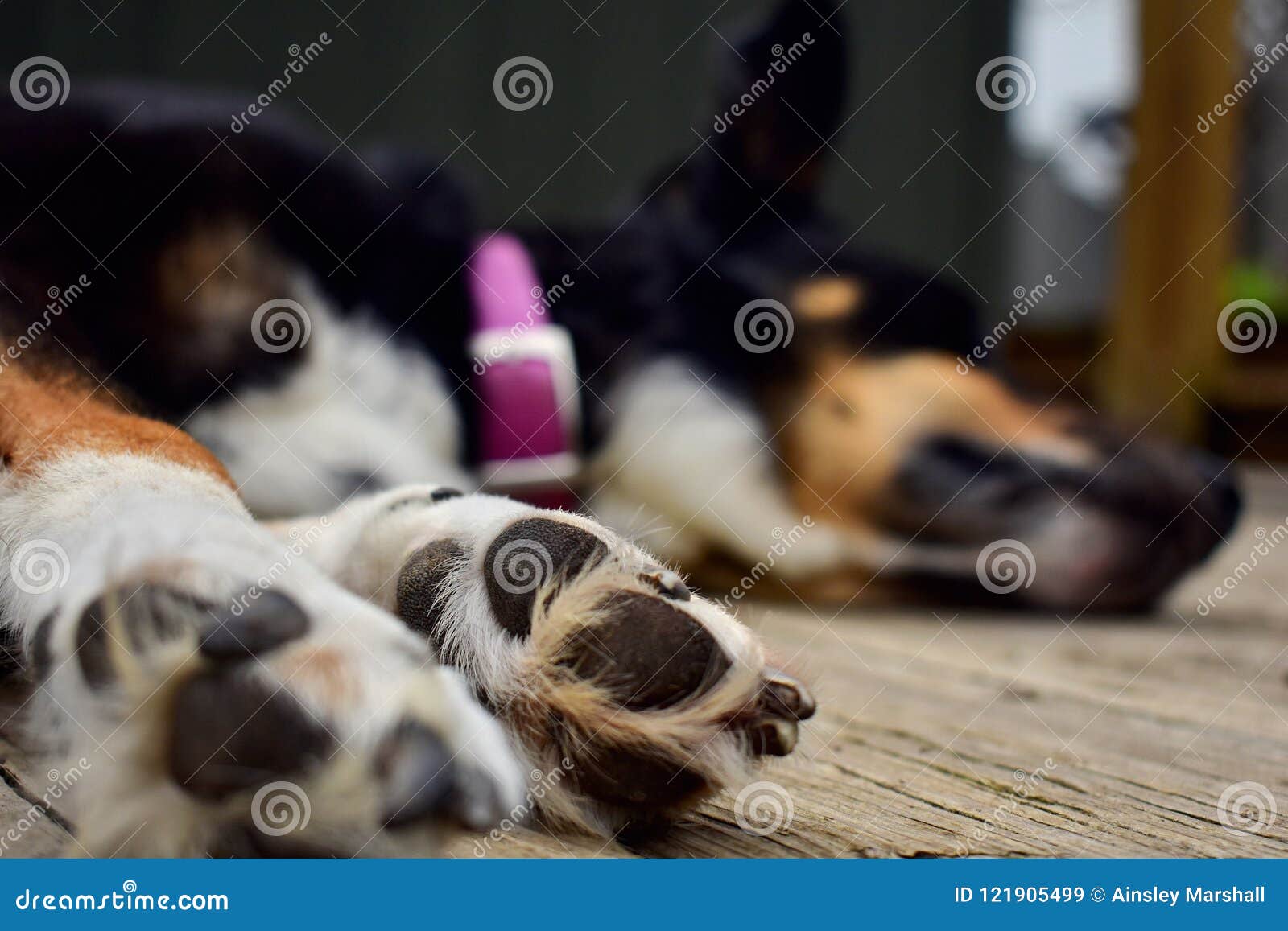 Dog feet stock image. Image of puppy, wideangle, feet 121905499