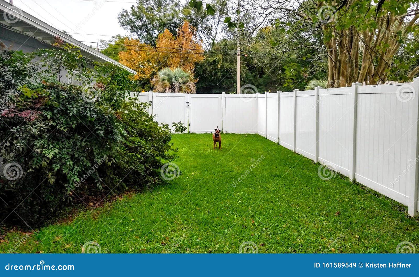 Dog Fence Yard Play Fun Green Florida Trees What Look Cute Fun Stock Image Image Of Florida Yard 161589549