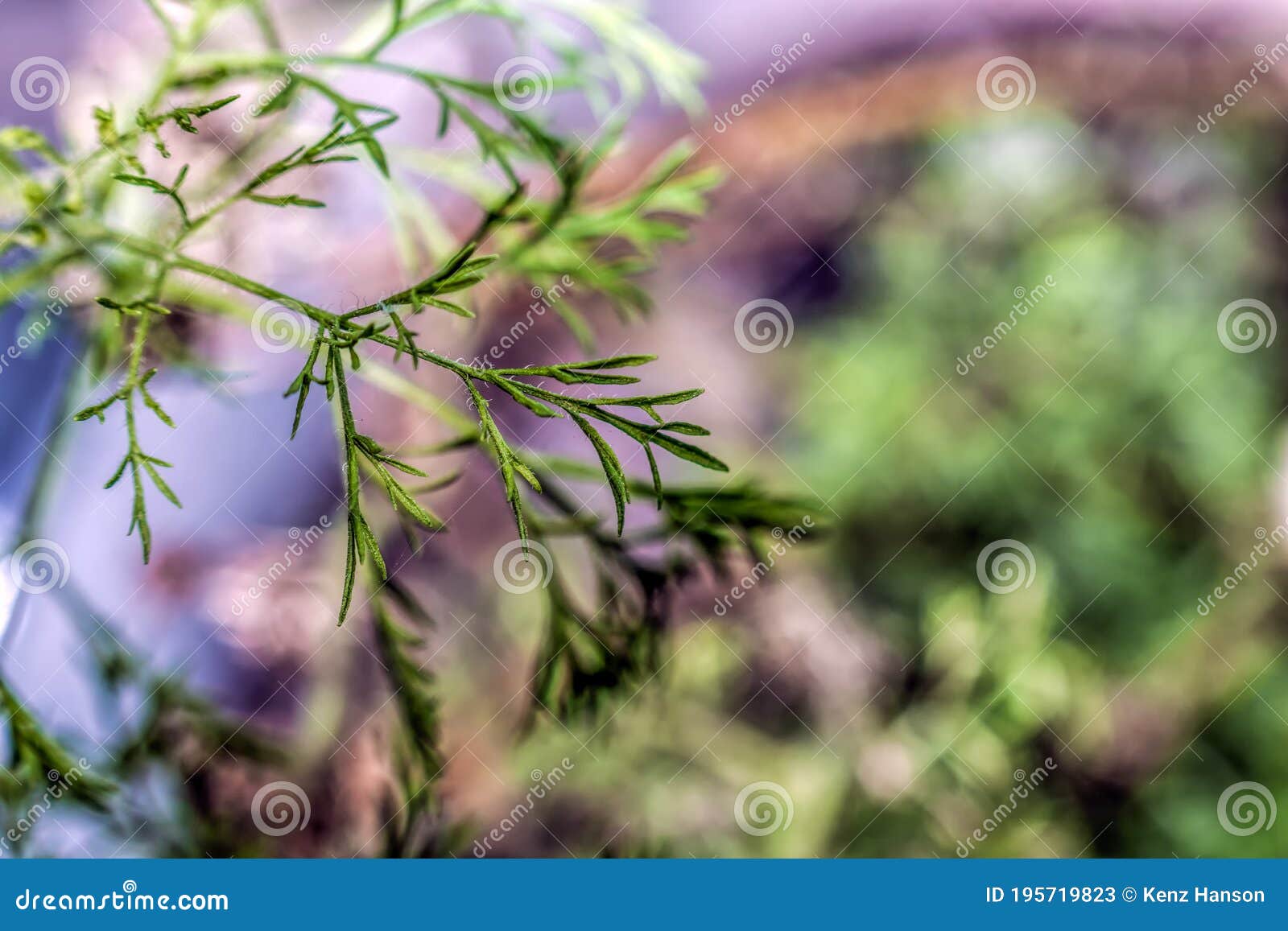 Dog Fennel Leaf with Blur Background Stock Image Image of beautiful