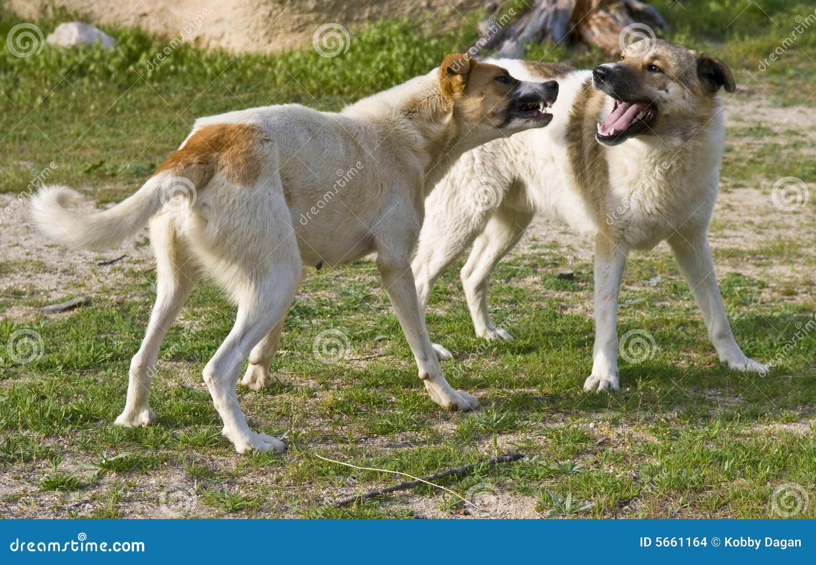 How To Stop Two Female Dogs From Fighting