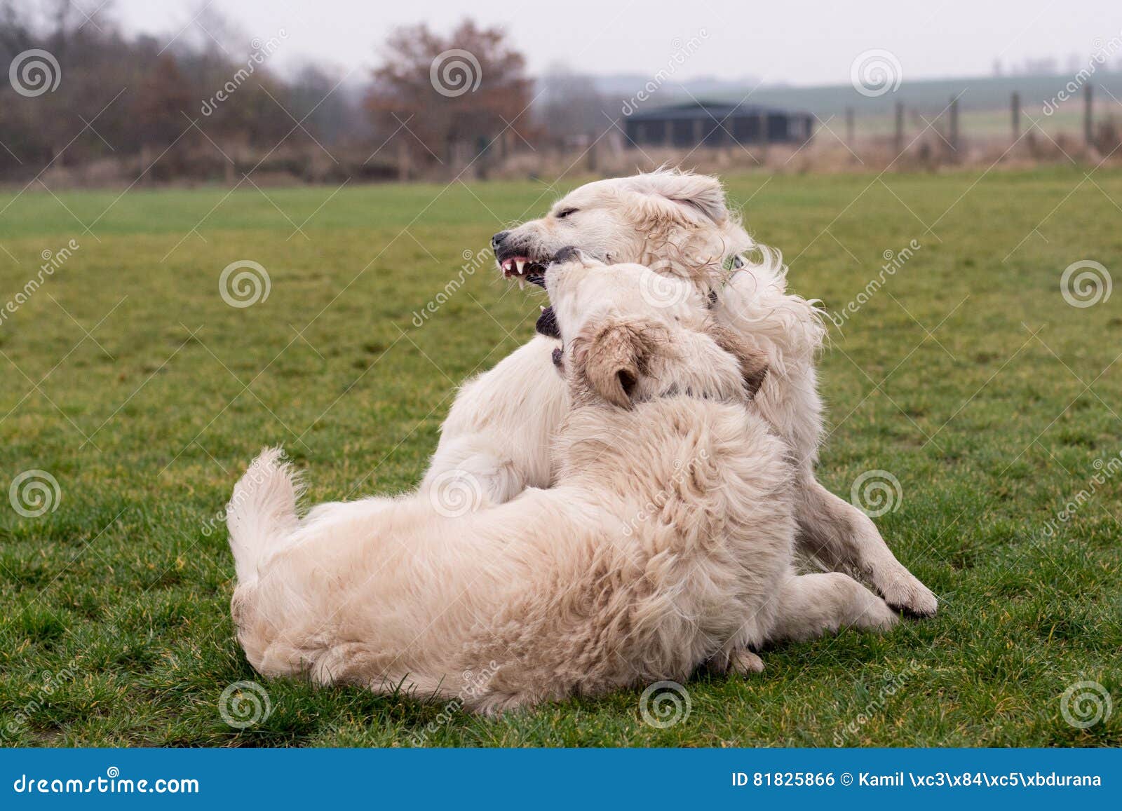 Dog fight stock photo. Image of outside, fighting, animals 81825866