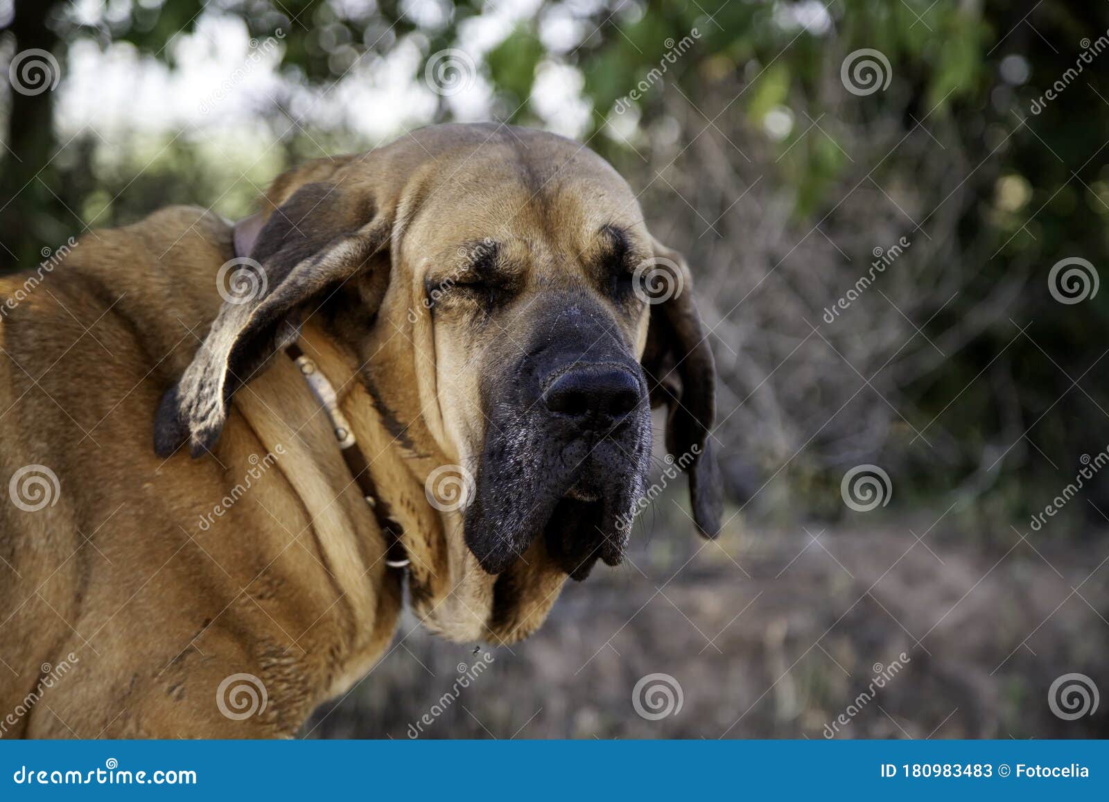 Dog fila brasileiro stock image. Image of canine, length - 180983483