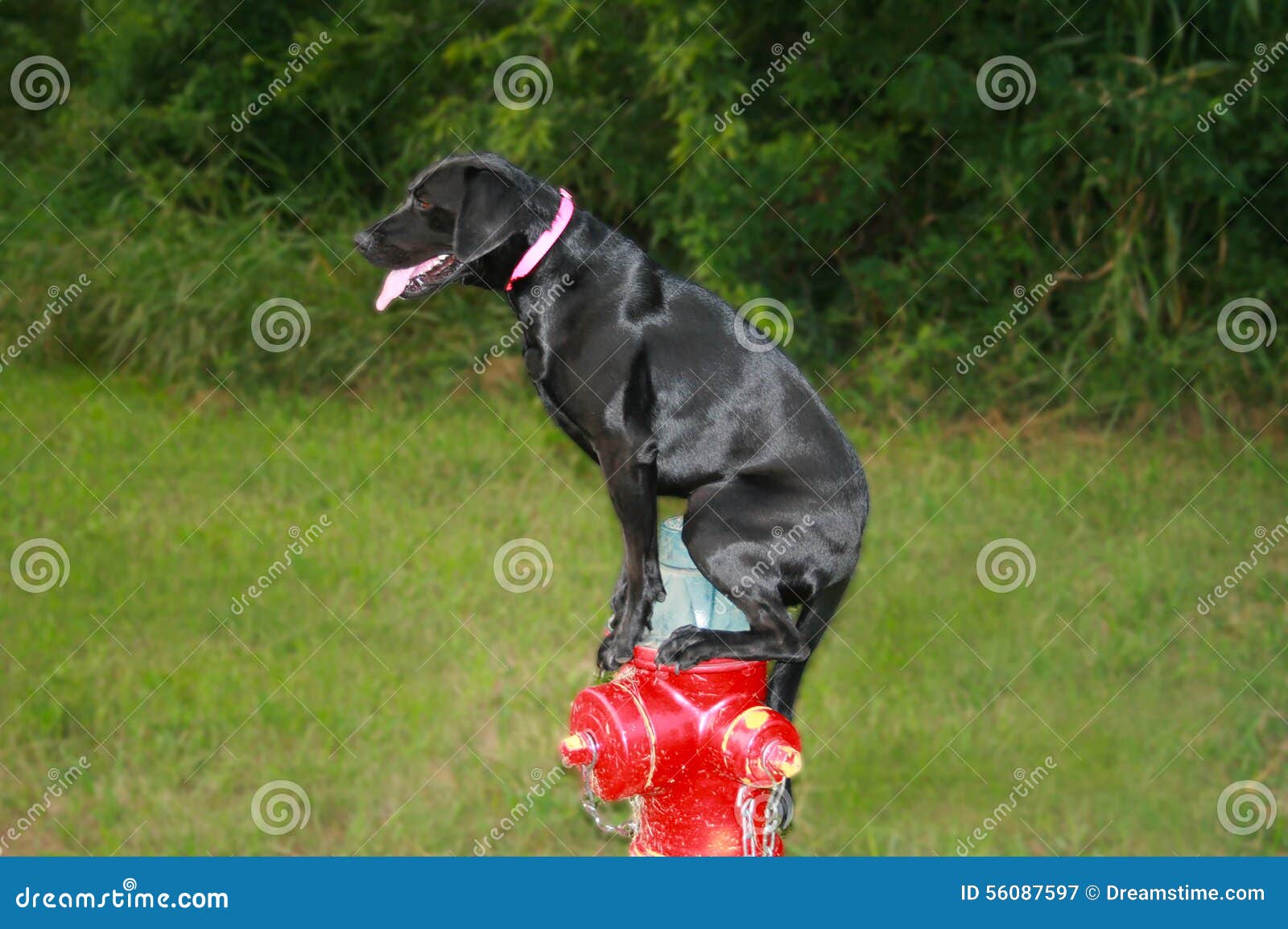 Dog and Fire Hydrant stock image. Image of hydrant, retriever 56087597