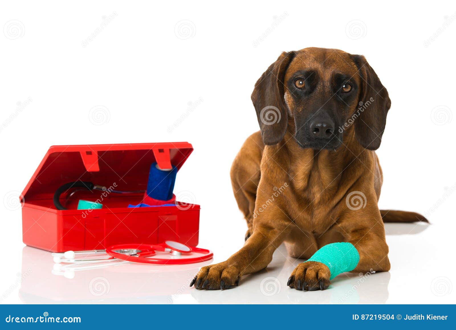 Dog with first aid kit stock photo. Image of hunting 87219504