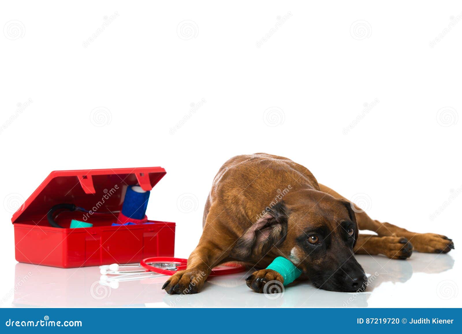 Dog with first aid kit stock photo. Image of fever, hunting 87219720