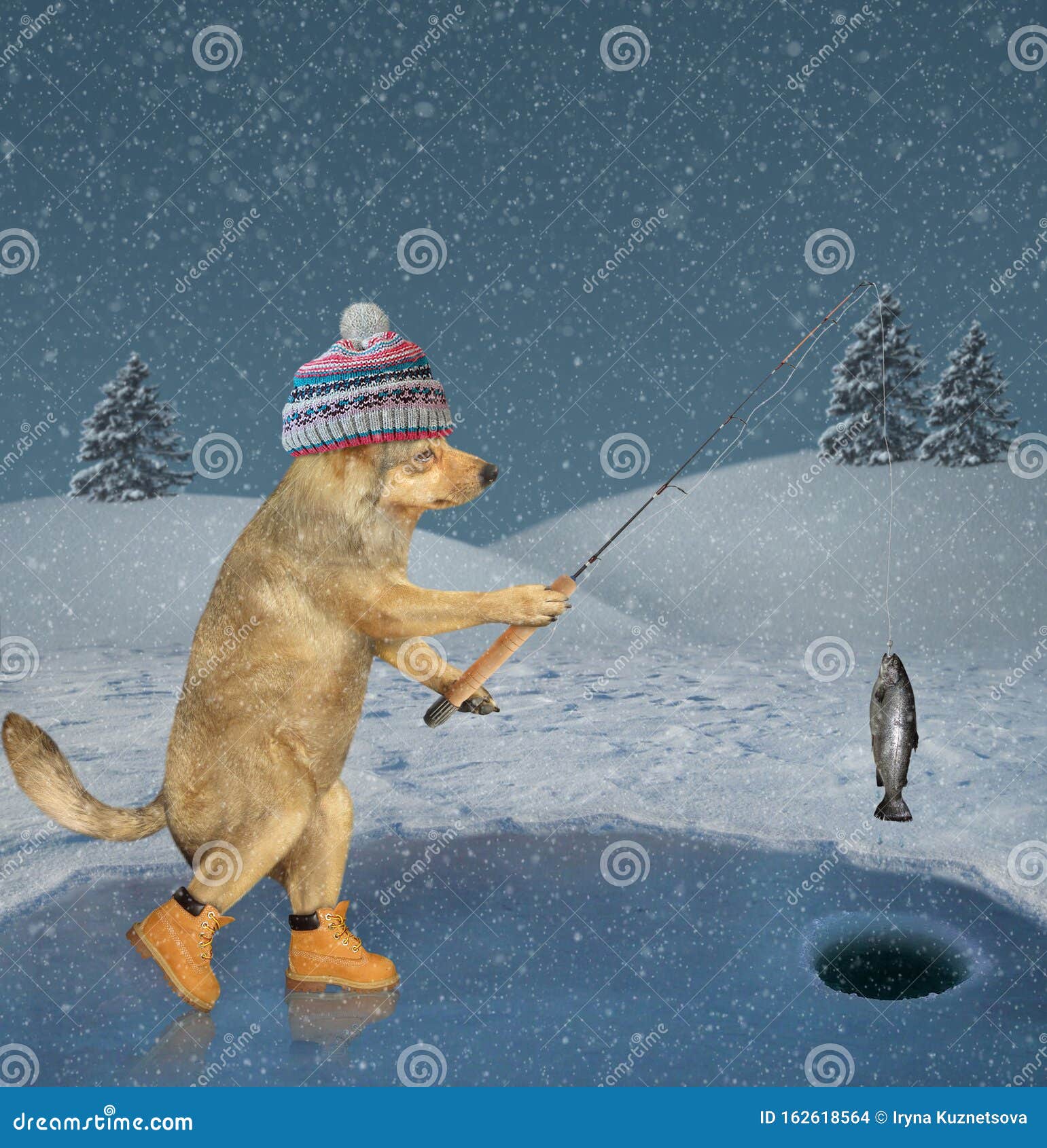 Dog fisher on ice fishing stock photo. Image of fisherman - 162618564
