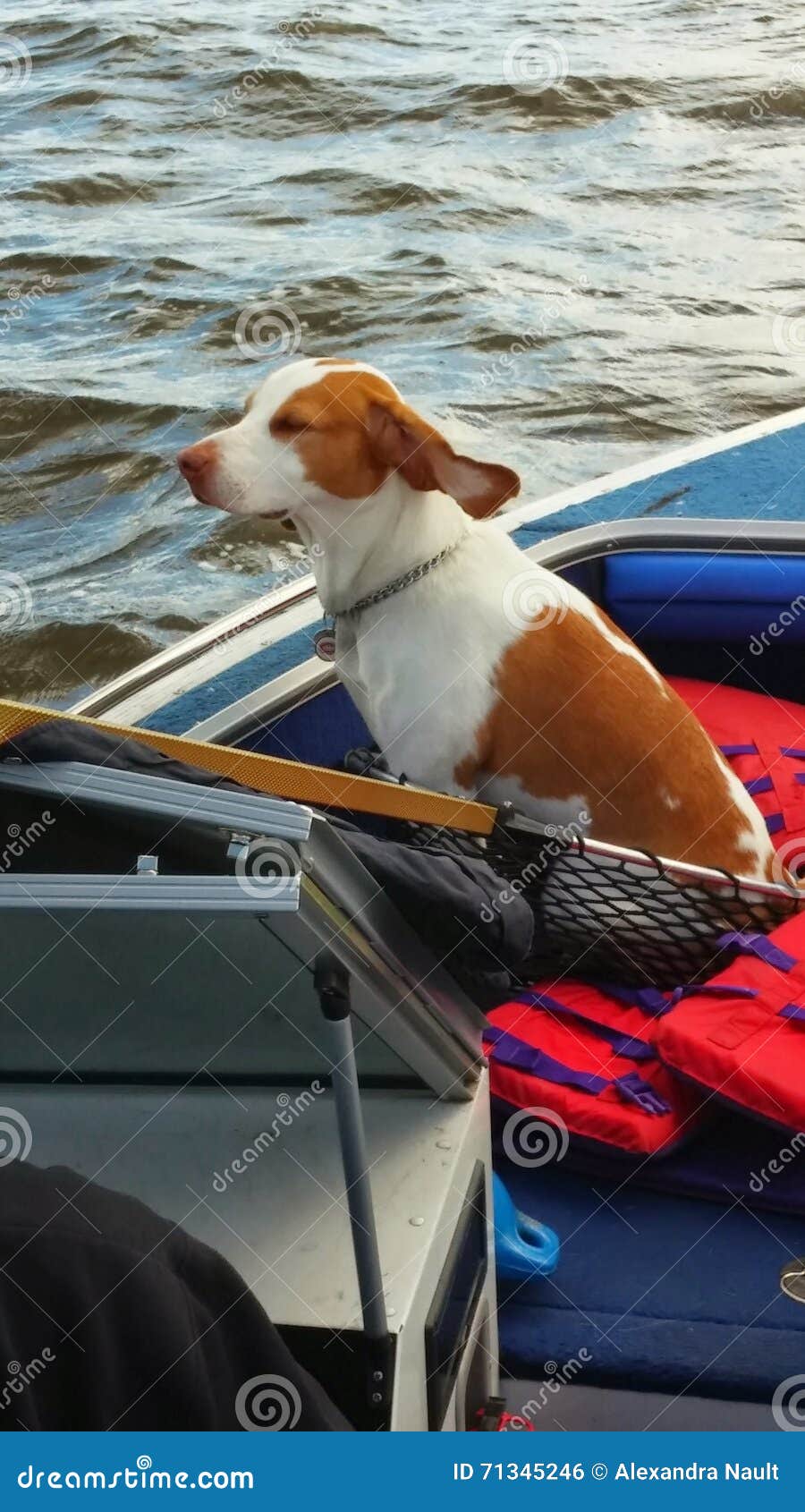 Dog fishing stock photo. Image of water, nature, fishing 71345246