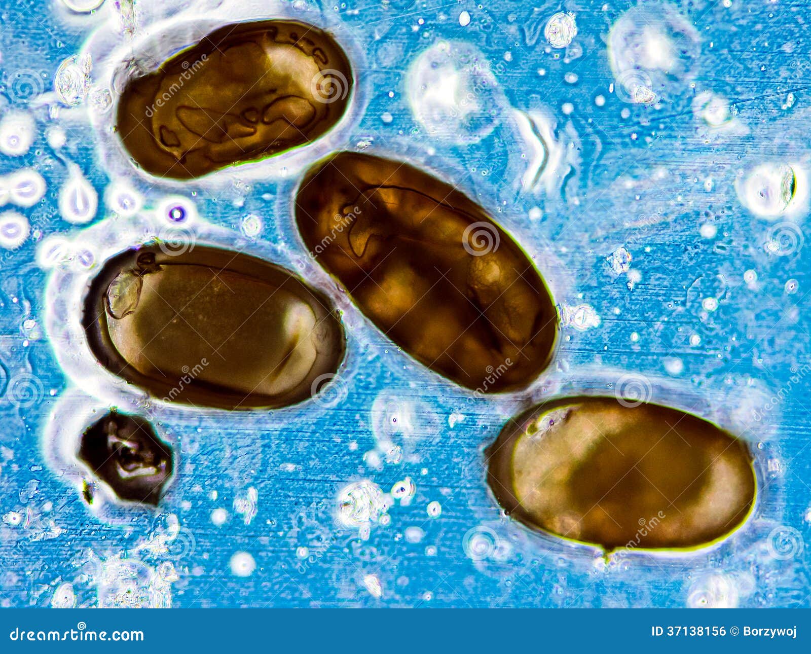 Dog flea eggs stock photo. Image of larva, eggs, parasite