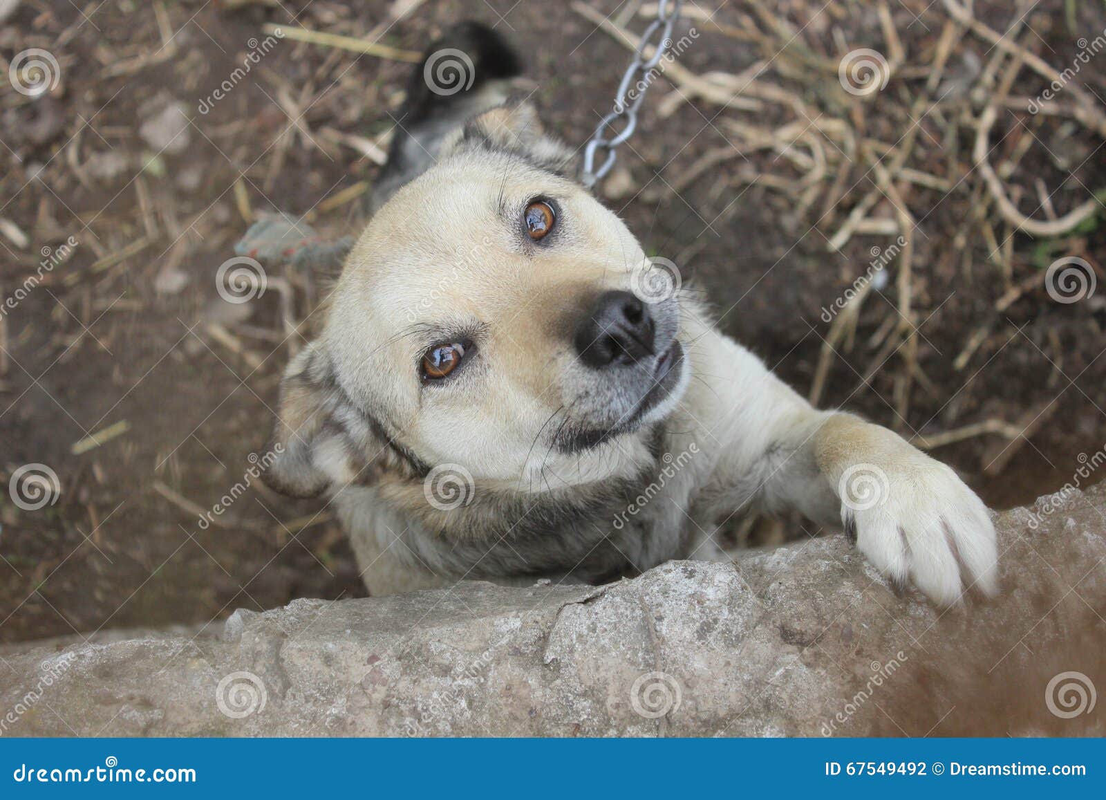 Dog flirts stock photo. Image of household, smiling, flirts 67549492