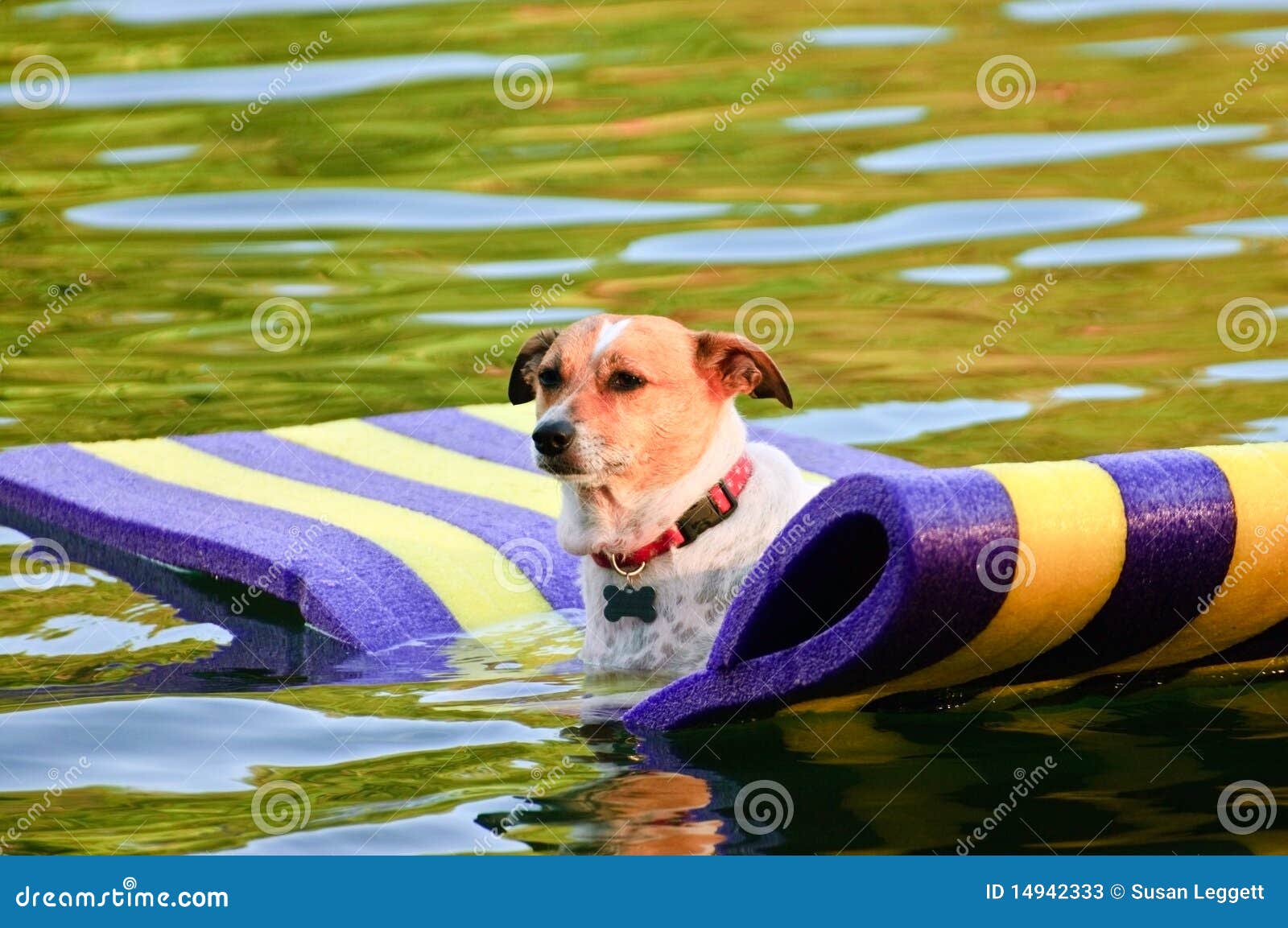 Dog Floating in the Water stock image. Image of mammal 14942333