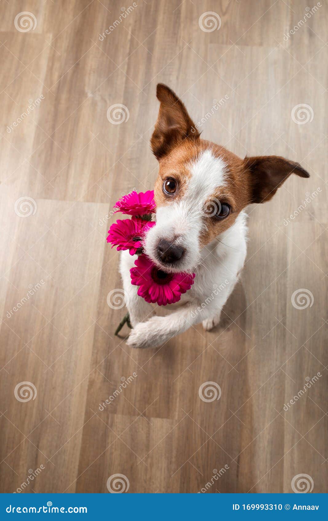 Dog with a Flower. Valentine`s Day. Funny Jack Russell Terrier. Pet at Home Plays Stock Photo - Image of happy, honeymoon: 169993310 Dog with a Flower. Valentine`s Day. Funny Jack Russell Terrier. Pet at Home Plays Stock Photo - Image of happy, honeymoon: 169993310