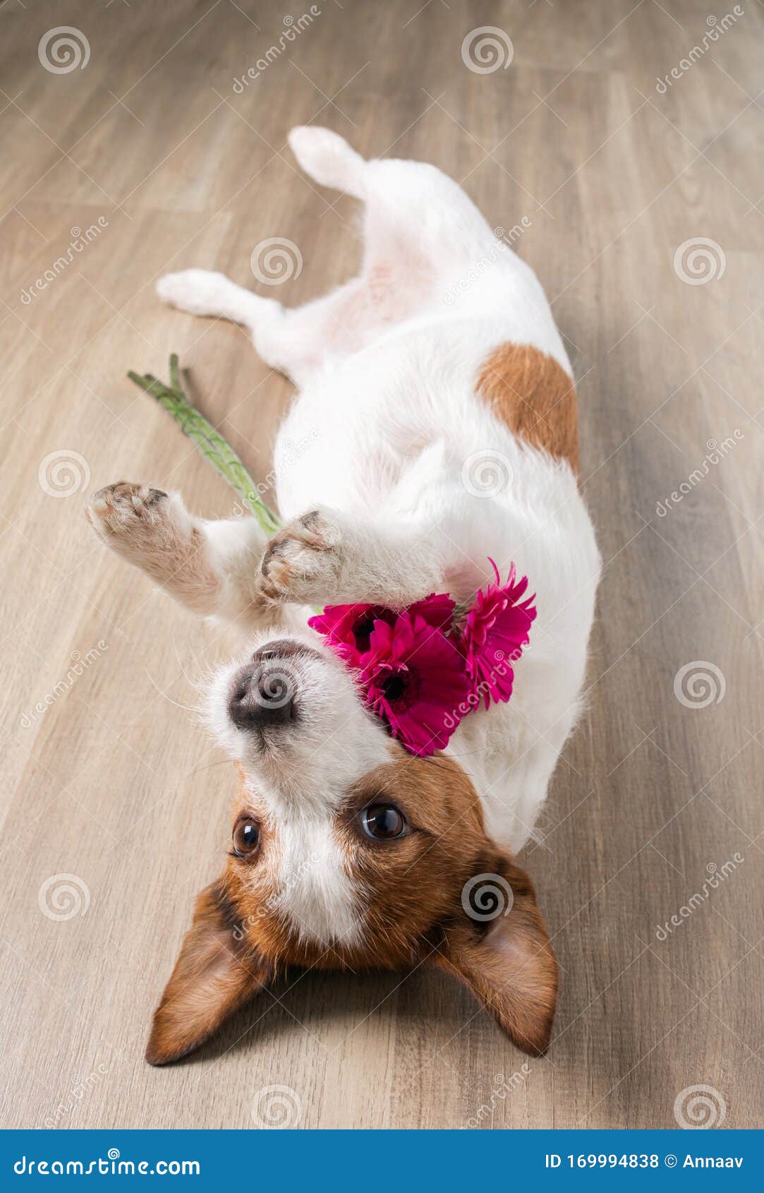 Dog with a Flower. Valentine`s Day. Funny Jack Russell Terrier. Pet at Home Plays Stock Photo - Image of celebration, little: 169994838 Dog with a Flower. Valentine`s Day. Funny Jack Russell Terrier. Pet at Home Plays Stock Photo - Image of celebration, little: 169994838