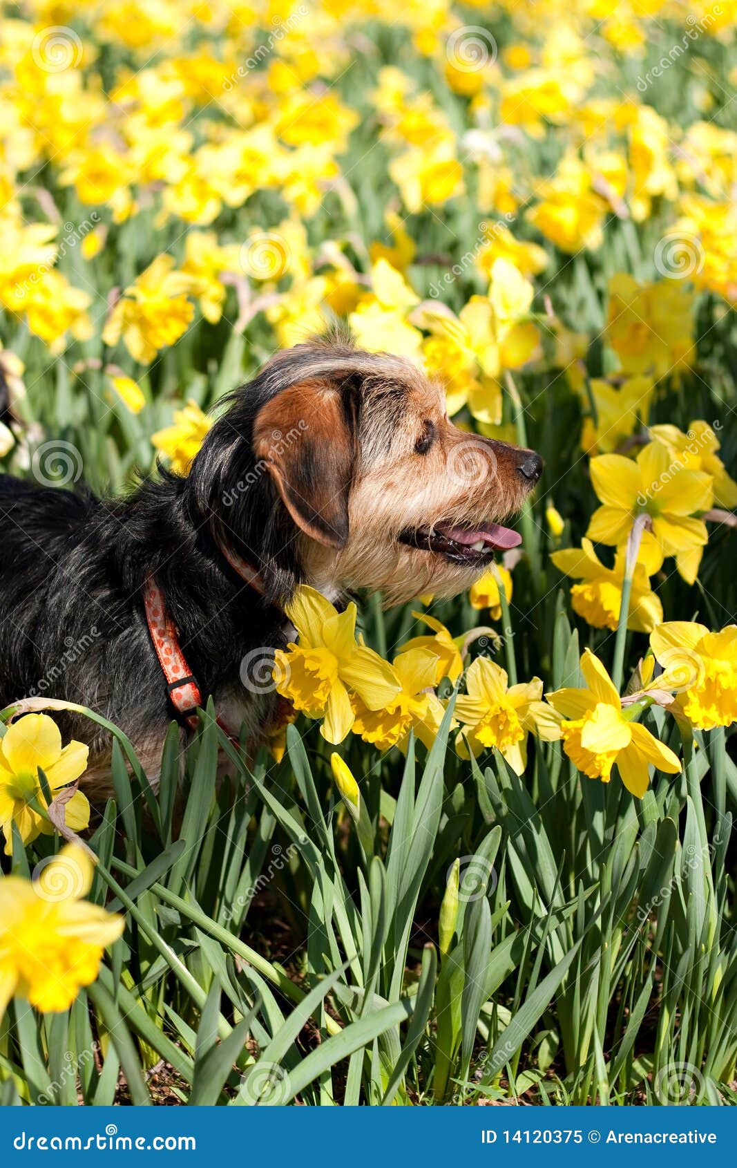 Dog in the Flowers stock image. Image of mammal, sniffing 14120375
