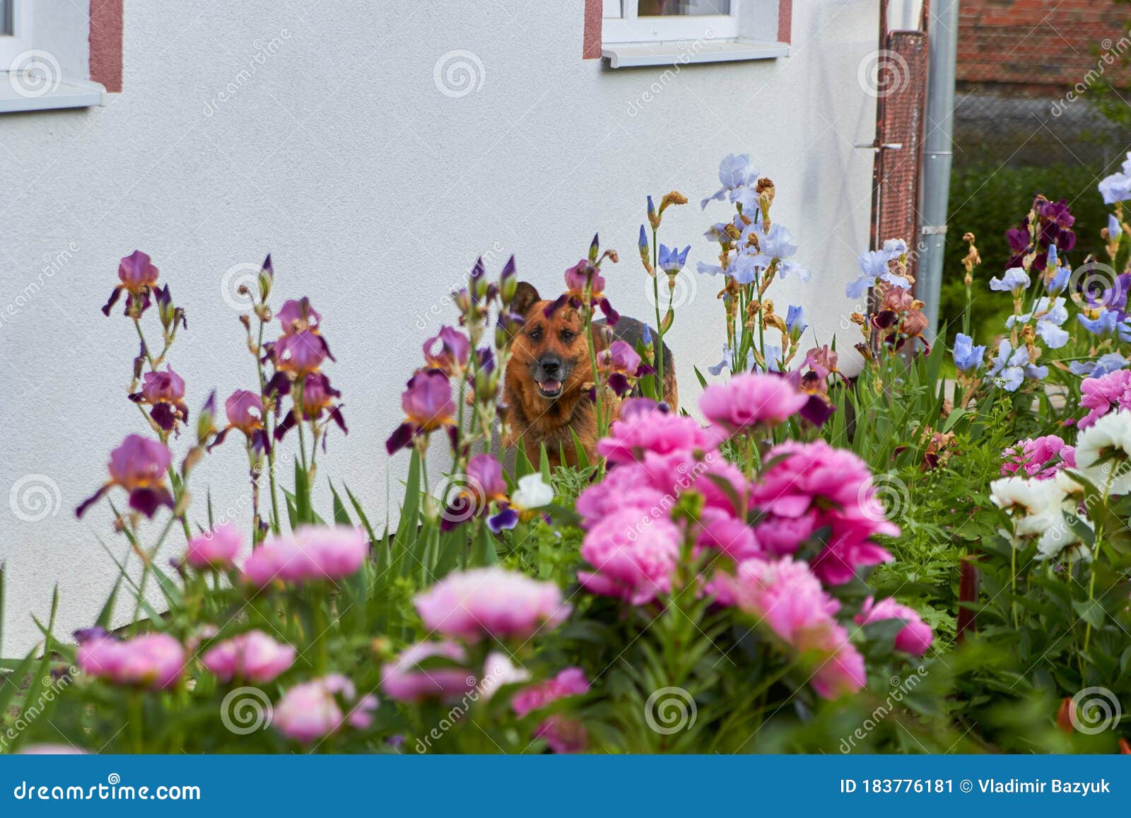 Dog In Flowers Near The House Dog In Iris And Peony Flowers Stock Image Image Of Garden Brown