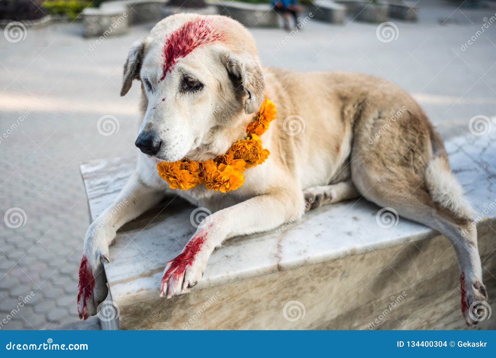 dog flower necklace