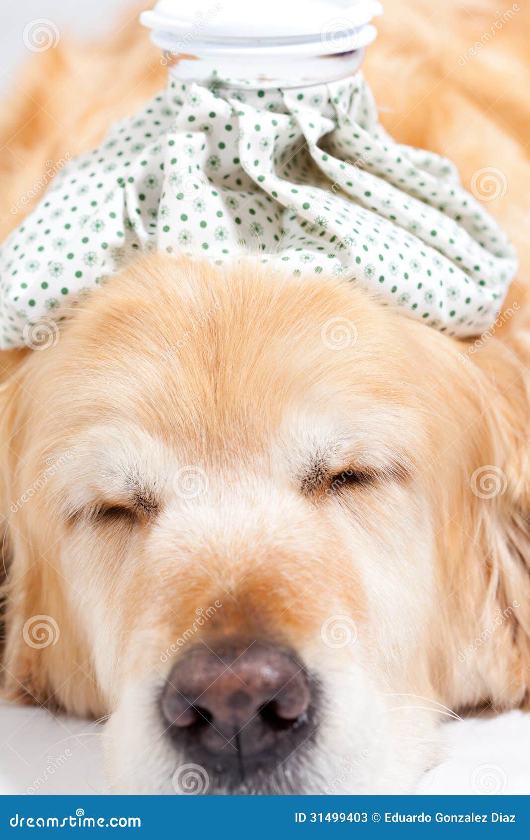 Dog with flu stock image. Image of sick, look, character 31499403
