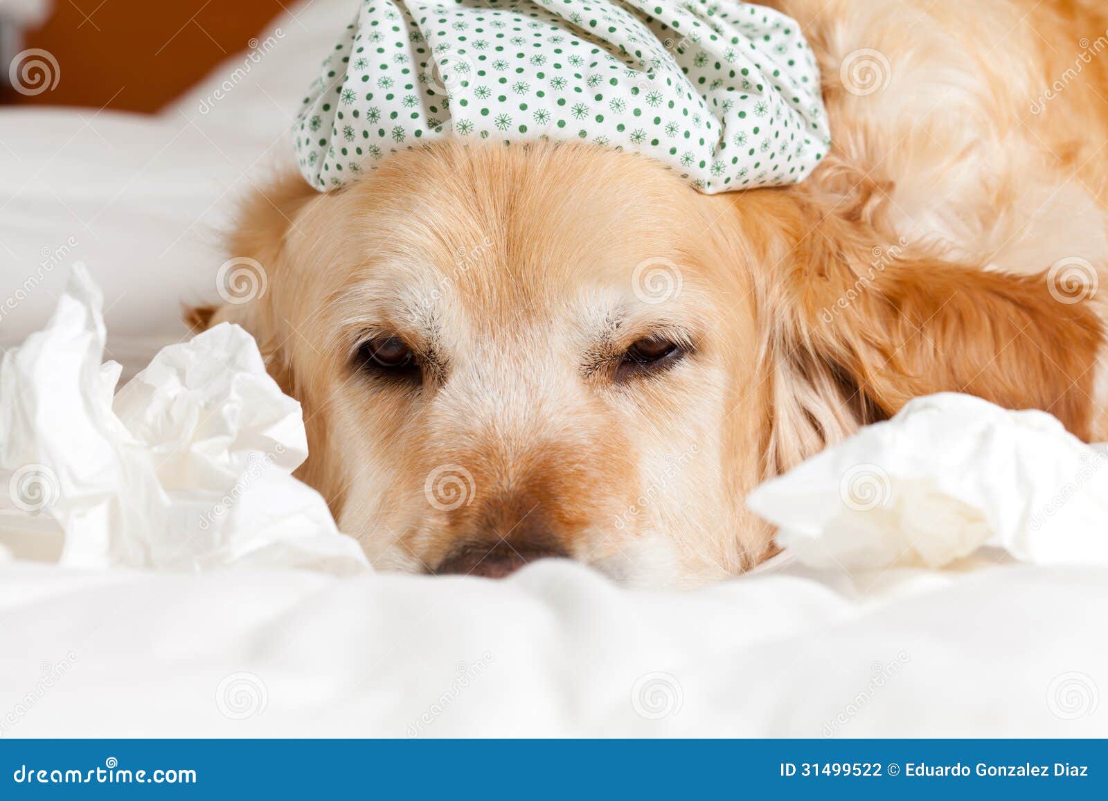 Dog with flu stock photo. Image of migraine, retriever 31499522