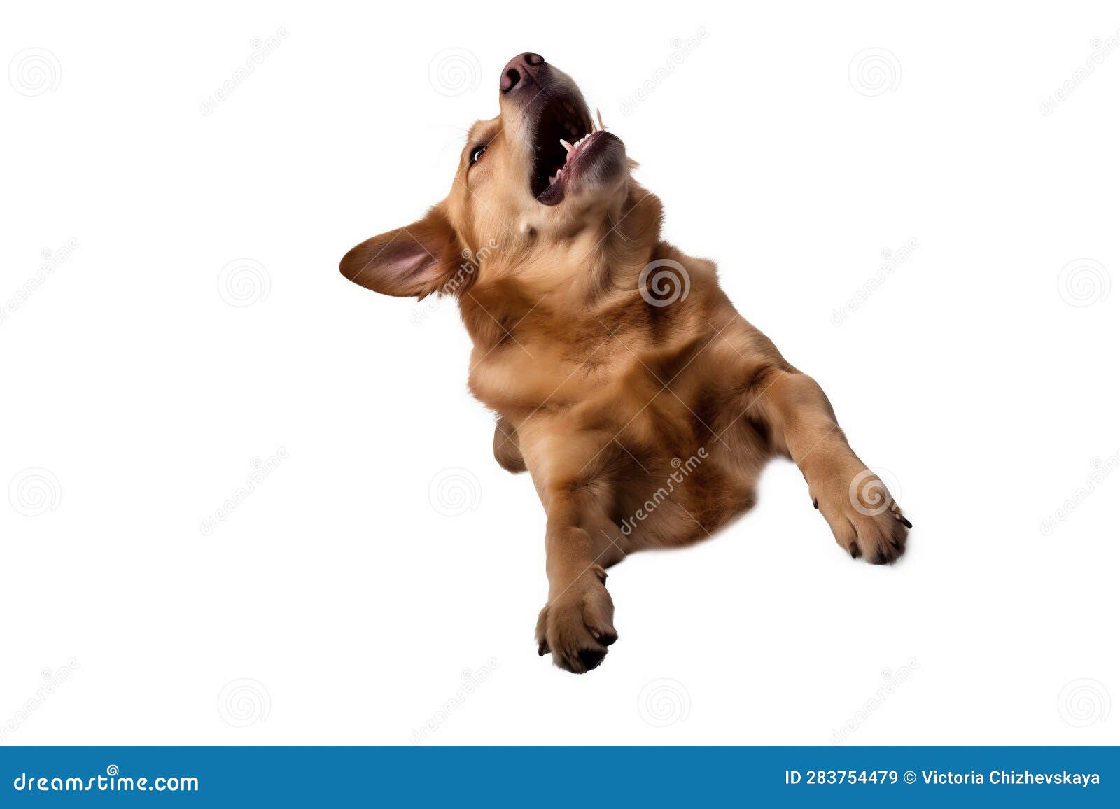 purebred dog doggy jump white cute pet animal background adorable fly. generative ai.