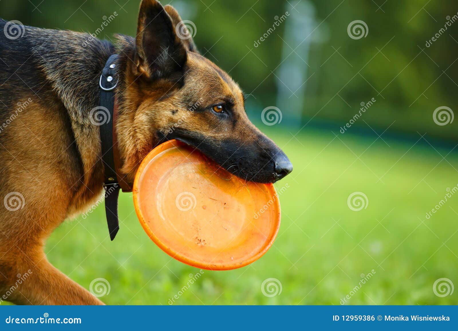 Dog with flying disc stock photo. Image of happy, obidient 12959386