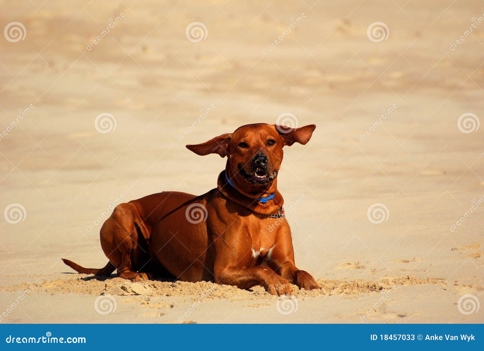 Dog With Flying Ears Stock Photos Image 18457033
