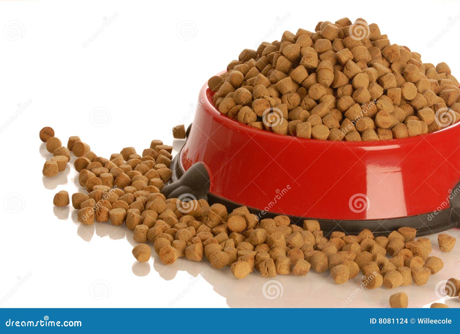 Dog food bowl stock photo. Image of dish, care, white 8081124