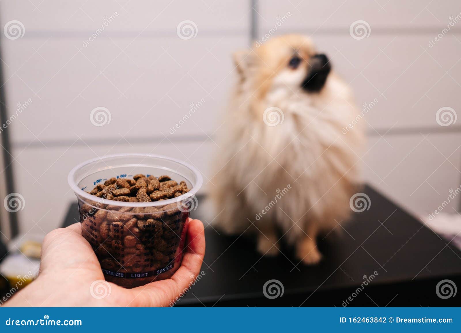 Dog Food in a Measuring Tank on the Background of the Dog Stock