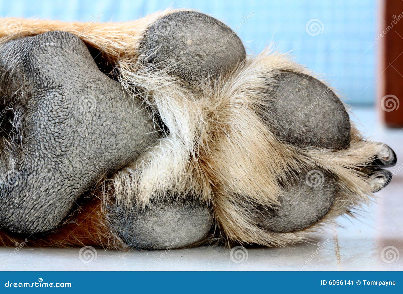 Dog Foot stock image. Image of hairy, resting, white, animal 6056141
