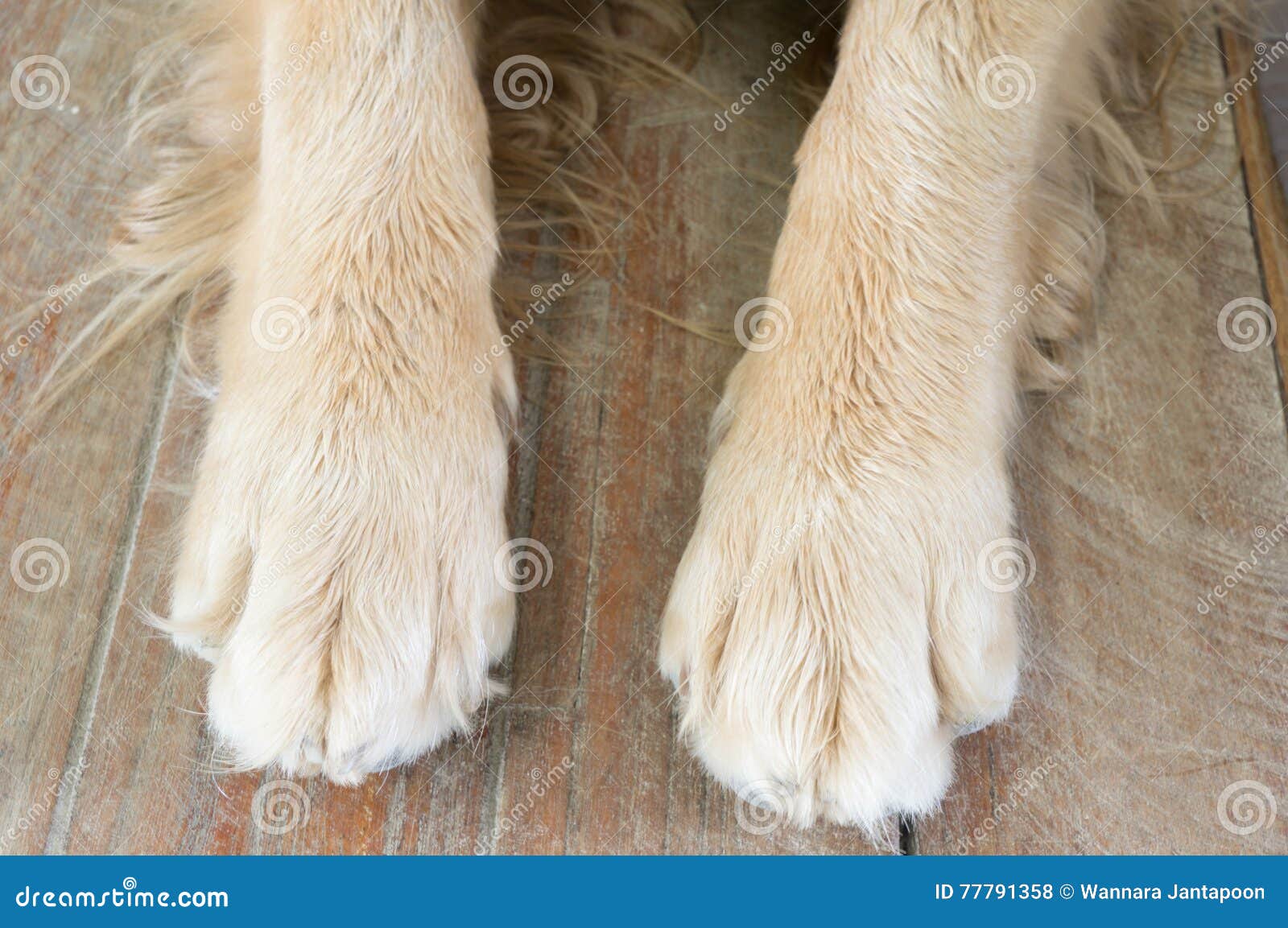 Dog foot stock photo. Image of nails, shape, animal, foot 77791358