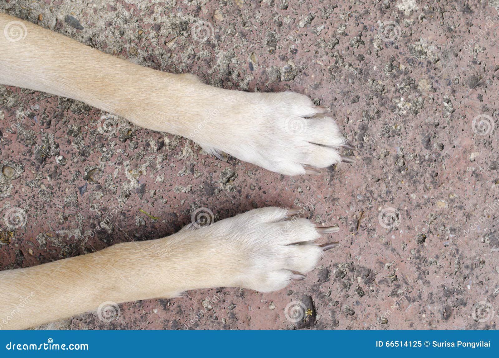 Сонник ноги собак