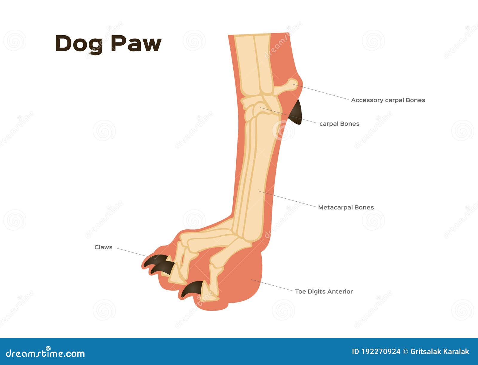 Dog Foot Paw and Leg Anatomy / Infographic Chart Vector Stock Vector