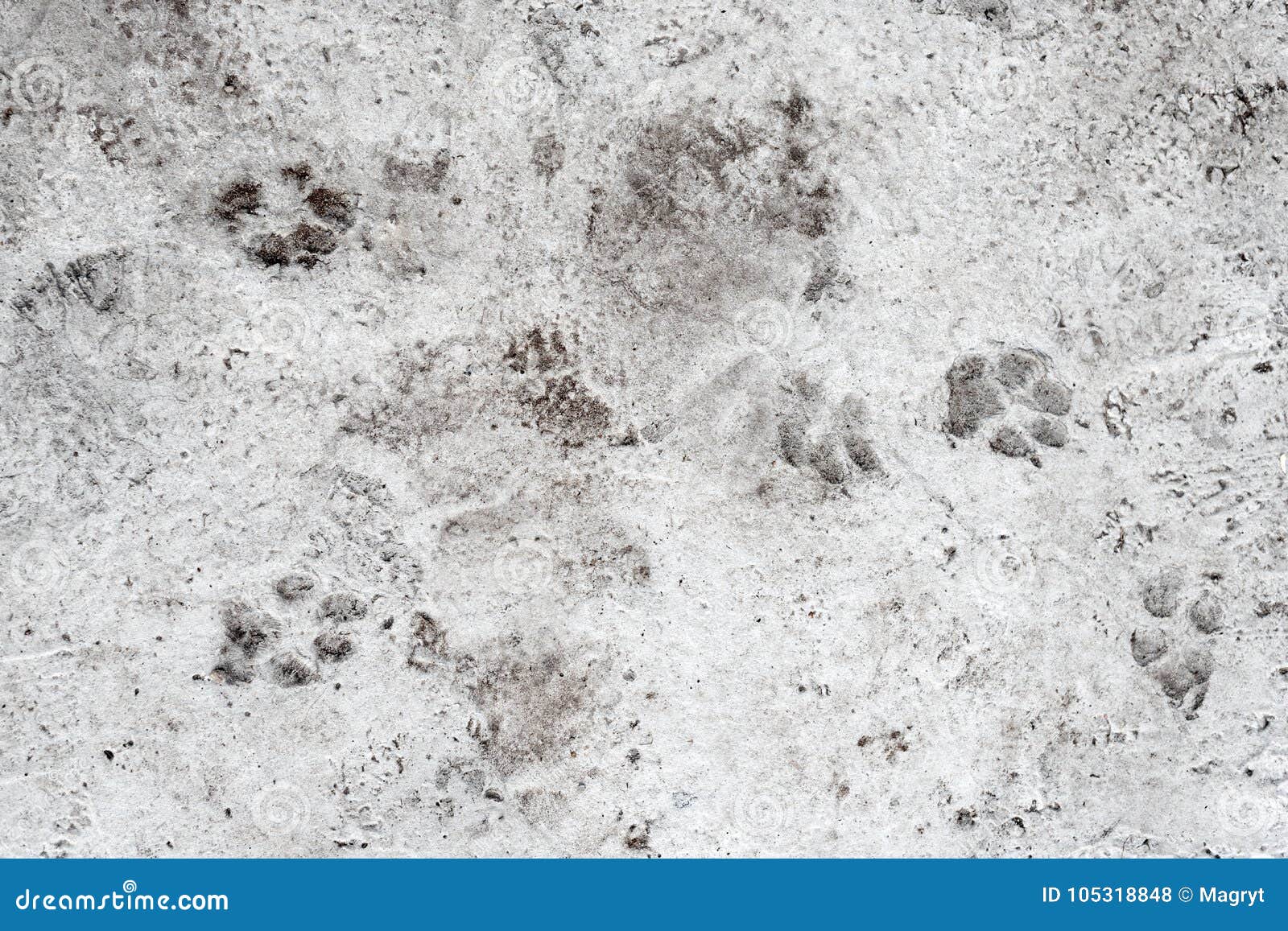 Dog Foot Prints On Concrete Floor. Animal Paws, Tracks Imprinted On