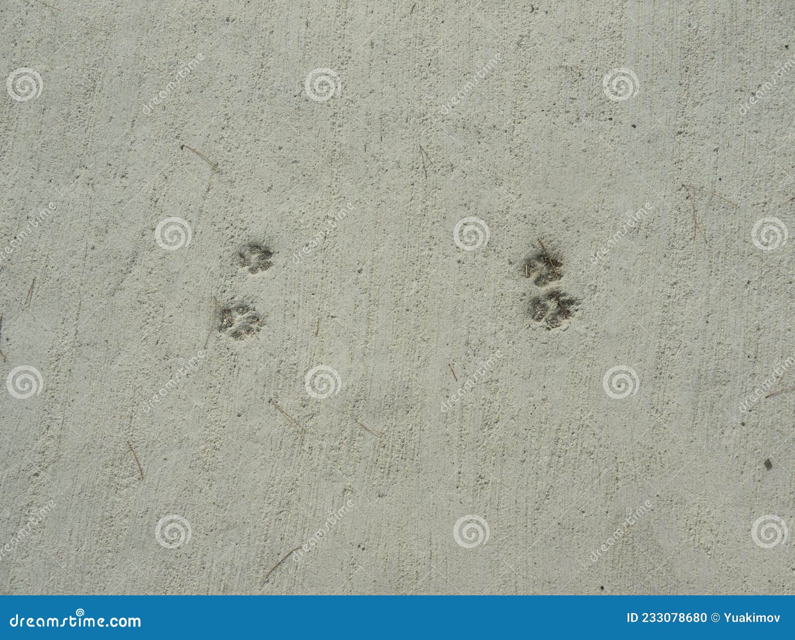 Dog Foot Step on Cement Top View Stock Photo Image of cement, path