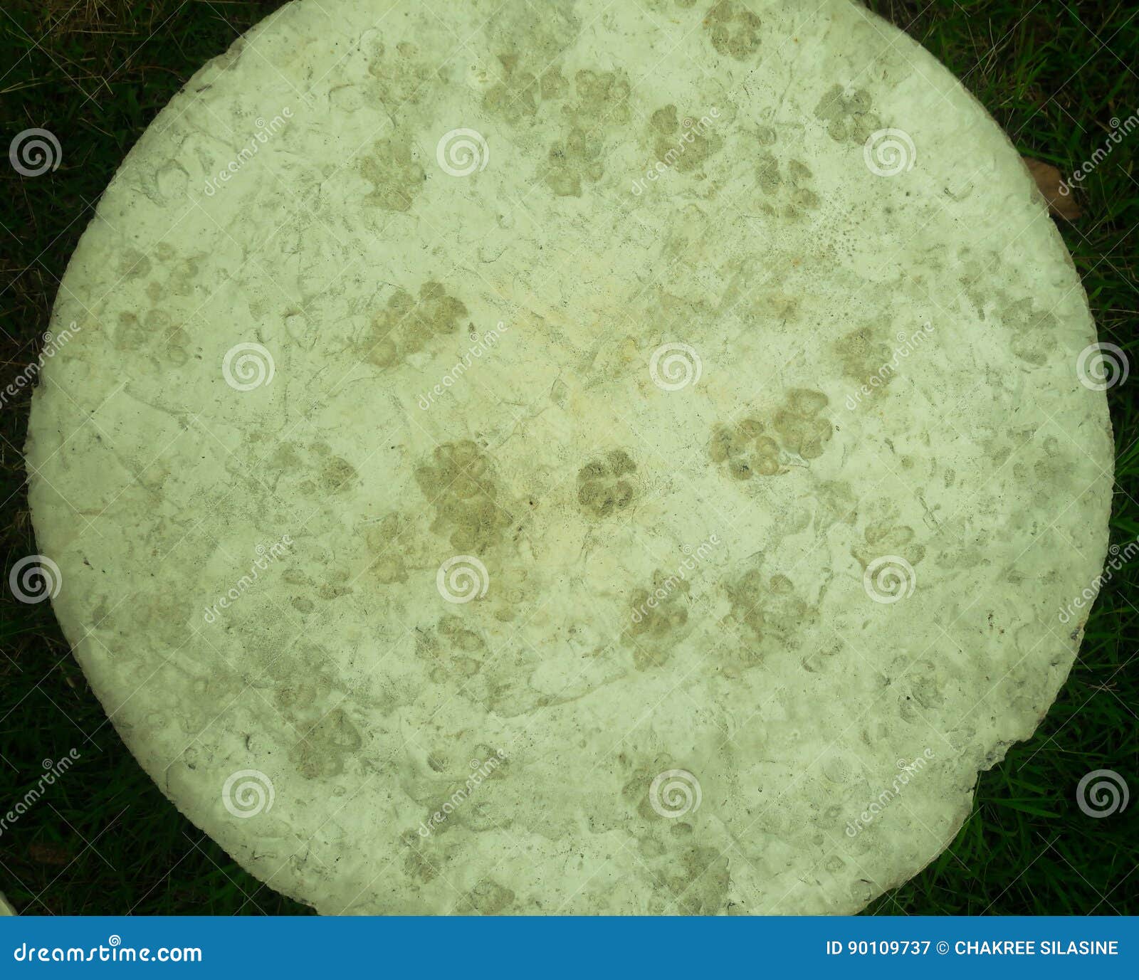 It is dog footprint stock image. Image of cement, footprints 90109737
