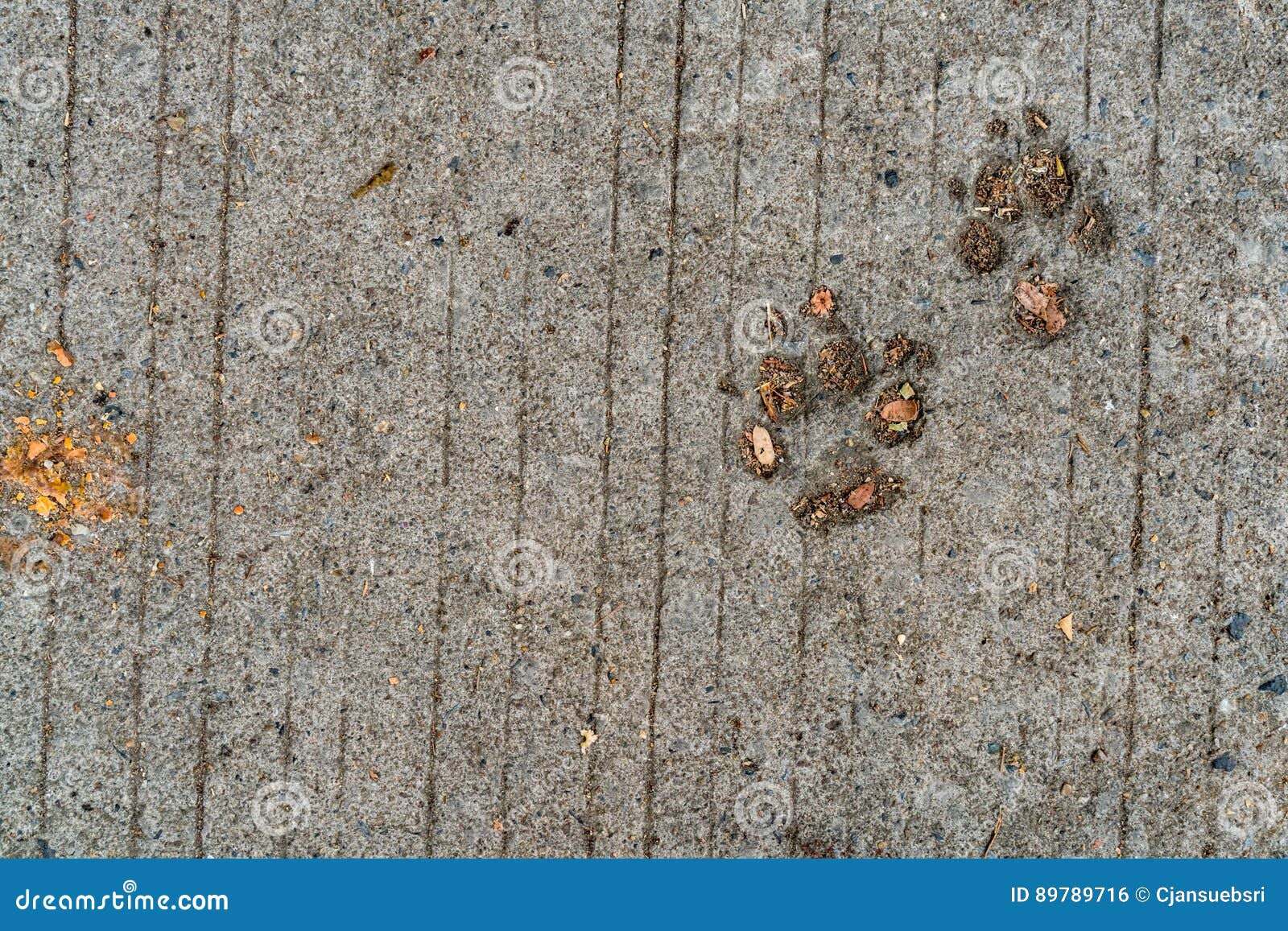 Dog footprint on cement stock photo. Image of print, canine - 89789716