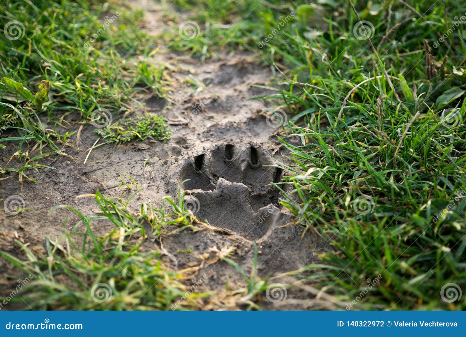 Dog Footprint in the Mud. Slovakia Stock Photo - Image of common