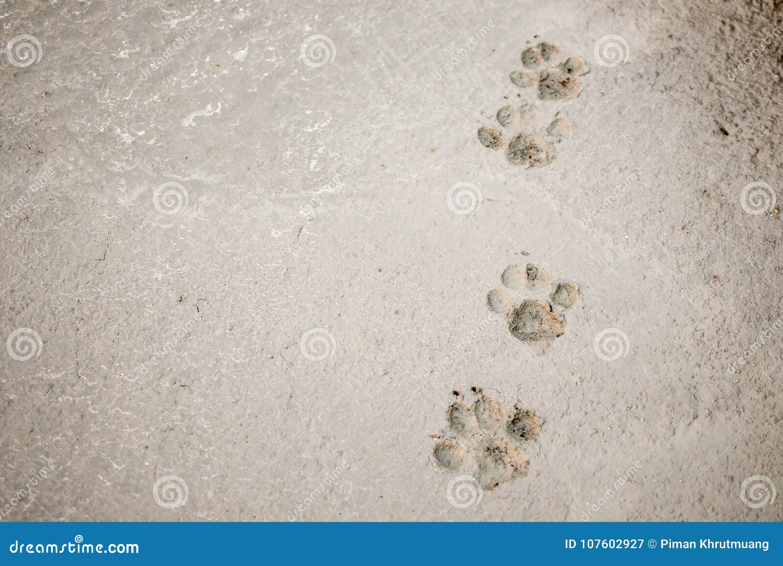 Dog Footprints On Cement Concrete Floor Stock Image - Image of design