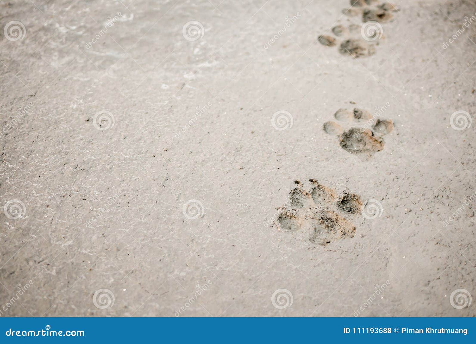 Dog Footprints on Cement Concrete Floor Stock Photo - Image of gray