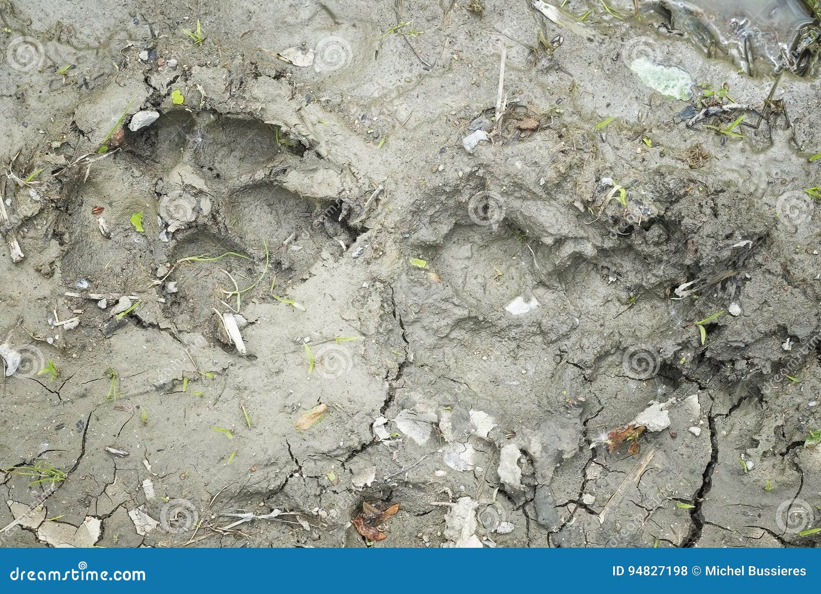 Dog footprints in clay stock photo. Image of soil, deficiency 94827198