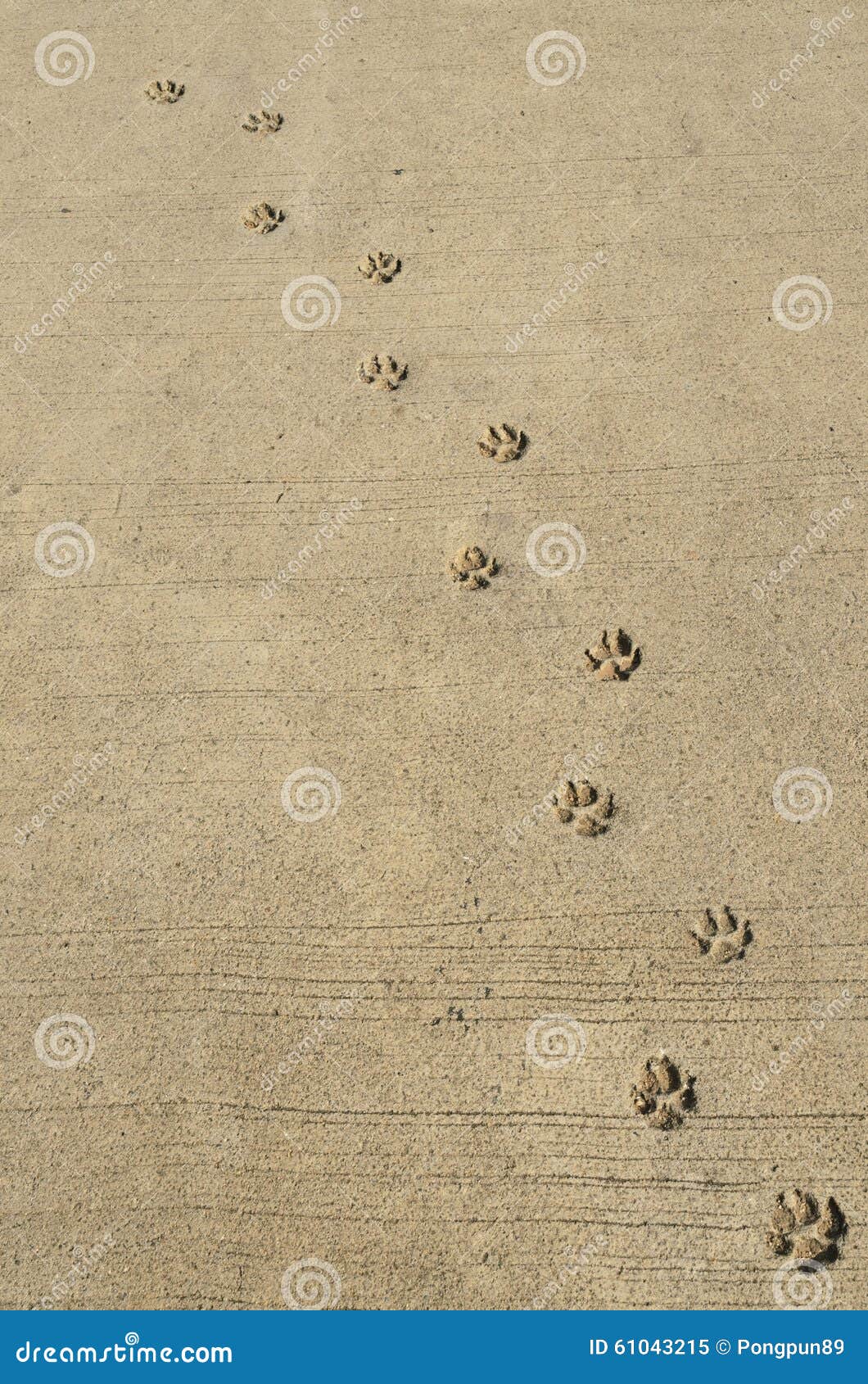 Dog footprints stock image. Image of barefoot, trail 61043215