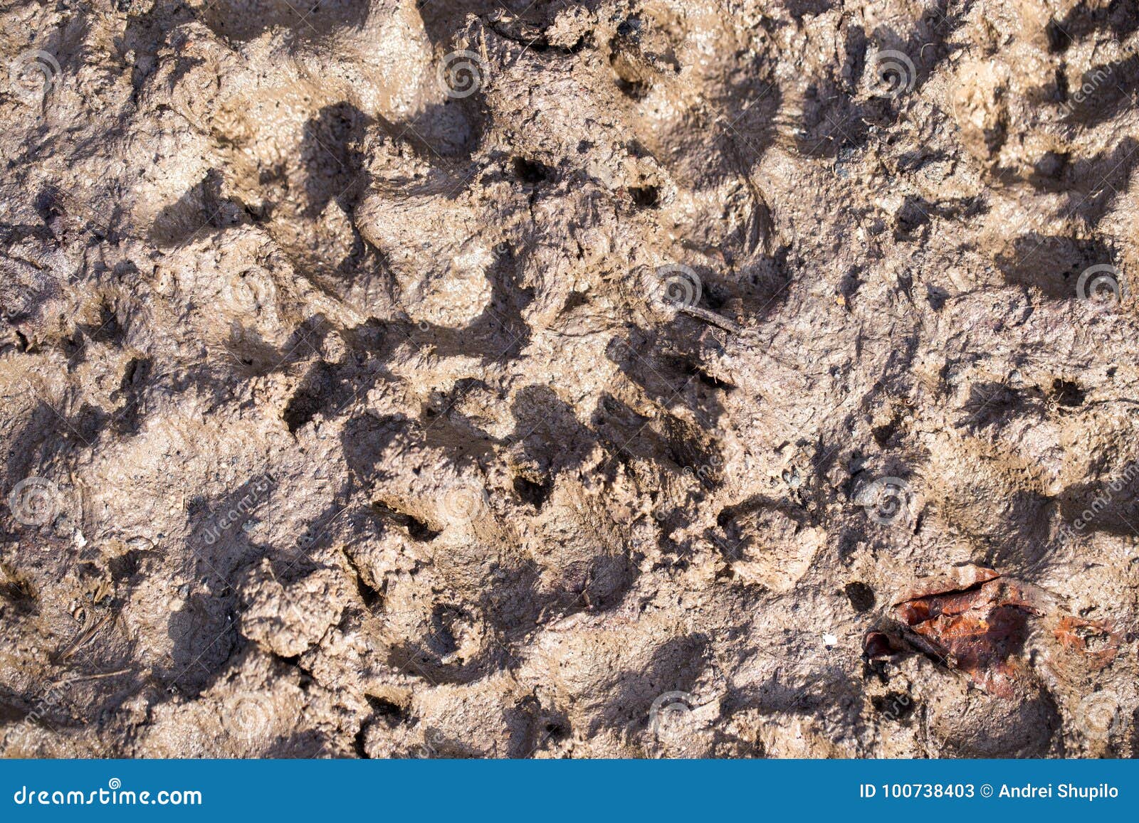 Dog footprints in the mud stock image. Image of coyote - 100738403